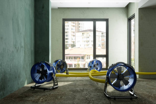 Best Water damage cleanup near me  in Hallettsville, TX